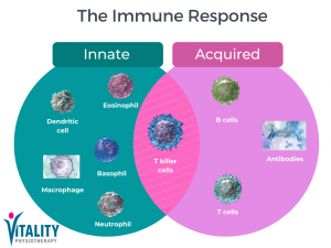 image showing the immune response such as in covid-19