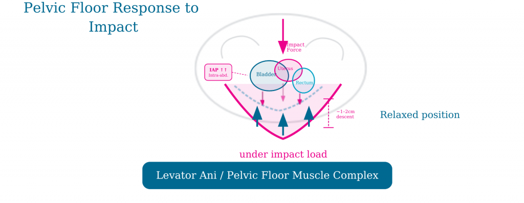 Pelvic floor response to impact