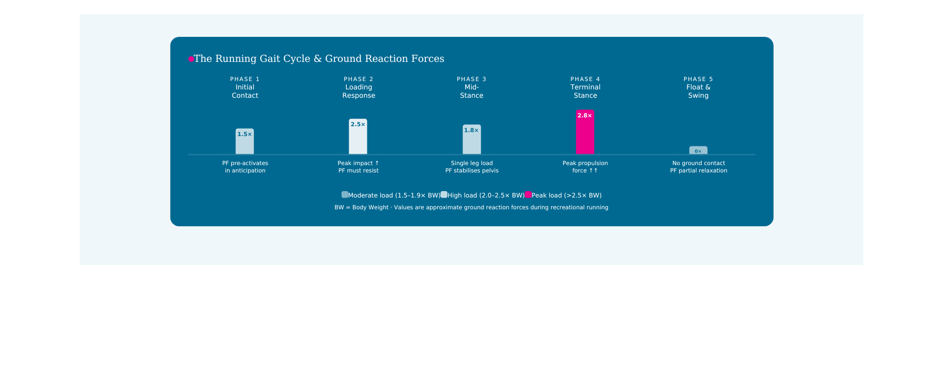 Running gait cycle and ground reaction forces