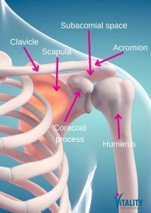 Diagram of shoulder anatomy showing the subacromial space, bursa, and rotator cuff tendons — Vitality Physiotherapy